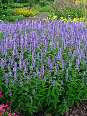 Agastache 'Blue Fortune' - Anijsnetel, Dropplant, Koreaanse Munt