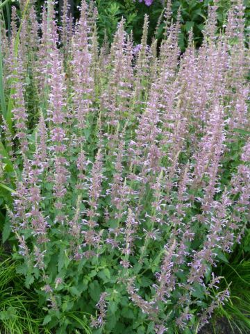 Agastache pallidiflora subsp. neomexicana 'Rose Mint' - Dropplant