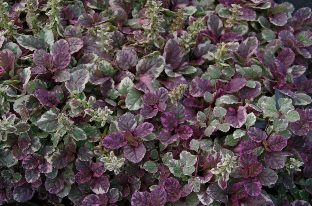Ajuga Reptans 'Burgundy Glow' Plants - Flat Of 18 Pots, 3.25" Square, Colorful Ground Cover Perennial