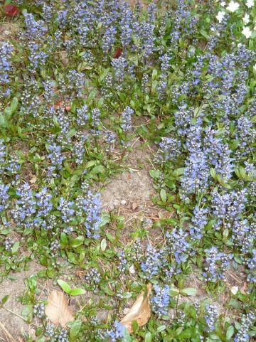 Ajuga 'Valfredda' - Kruipend zenegroen