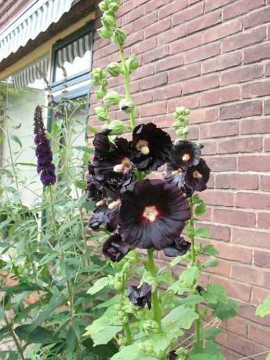 JELEX Goalgetter Ballon De Foot Rouge