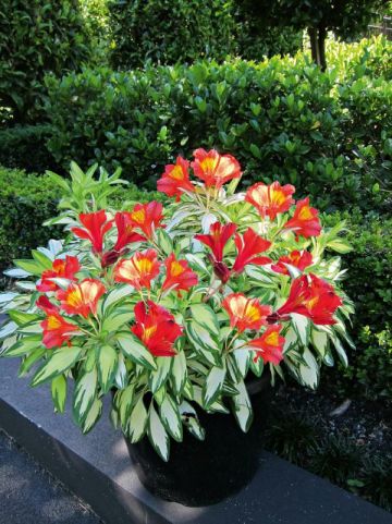 Alstroemeria 'Rock & Roll' (='ALSDUN01') - Incalelie