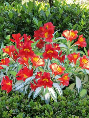 Alstroemeria 'Rock & Roll' (='ALSDUN01') - Incalelie