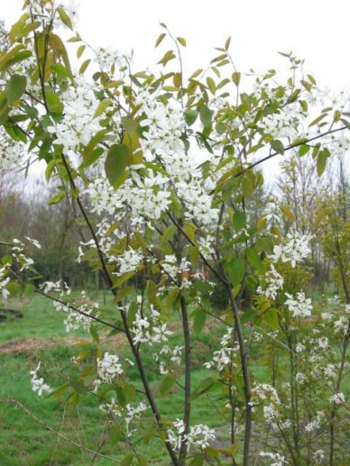 Amelanchier Laevis Snowflakes Krenteboompje De Tuinen Van Appeltern