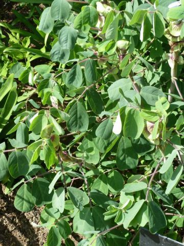 Amicia zygomeris -