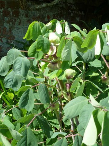 Amicia zygomeris -
