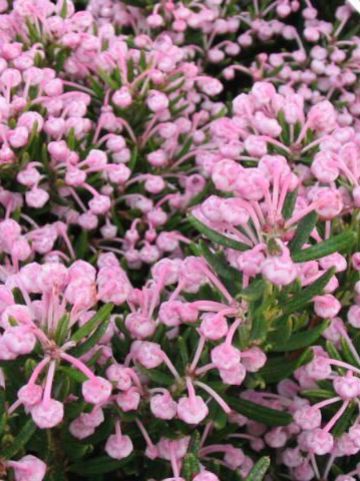 Andromeda polifolia 'Blue Ice' - Lavendelheide