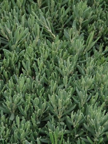 Andromeda polifolia 'Blue Ice' - Lavendelheide