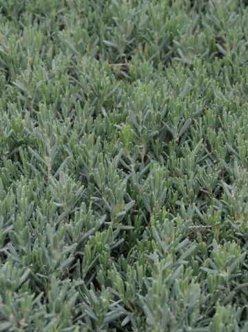 Andromeda polifolia 'Blue Lagoon' - Lavendelheide