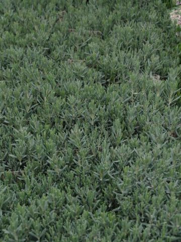 Andromeda polifolia 'Blue Lagoon' - Lavendelheide