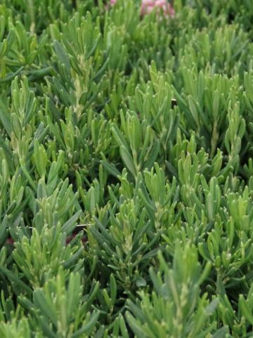 Andromeda polifolia 'Compacta' - Lavendelheide , Rotsheide