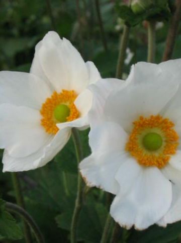 Anemone 'Honorine Jobert´ - Herfstanemoon