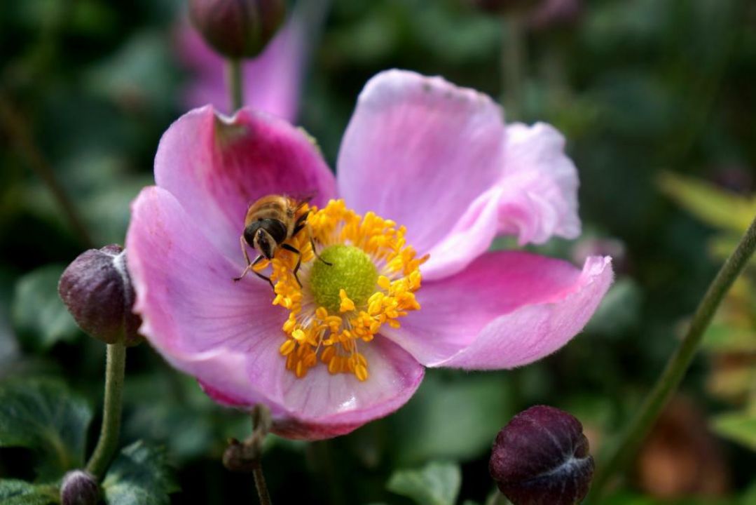 Anemone x hybrida ‘Pink Cloud’ (‘PKAN’PBR) | De Tuinen van Appeltern