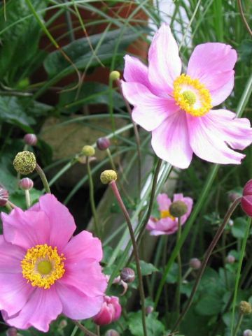 Anemone × hybrida 'Serenade' - Herfstanemoon