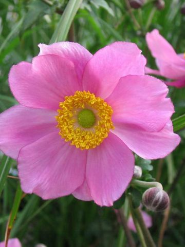 Anemone × hybrida 'Serenade' - Herfstanemoon