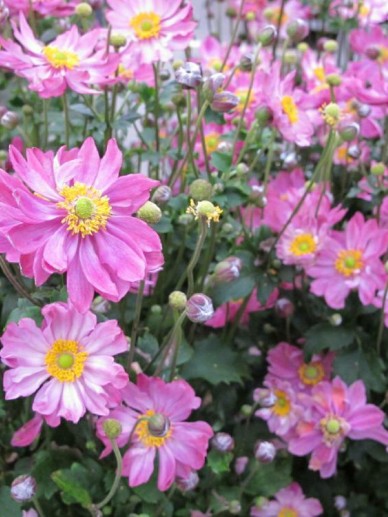 Anemone hupehensis ‘Pretty Lady Emily’ - Herfstanemoon | De Tuinen van