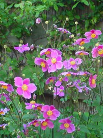 Anemone 'Splendens' - Herfstanemoon