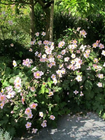 Anemone tomentosa 'Robustissima' - Herfstanemoon
