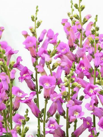 Antirrhinum majus 'Pretty In Pink' (='PMOORE07') - Leeuwebek