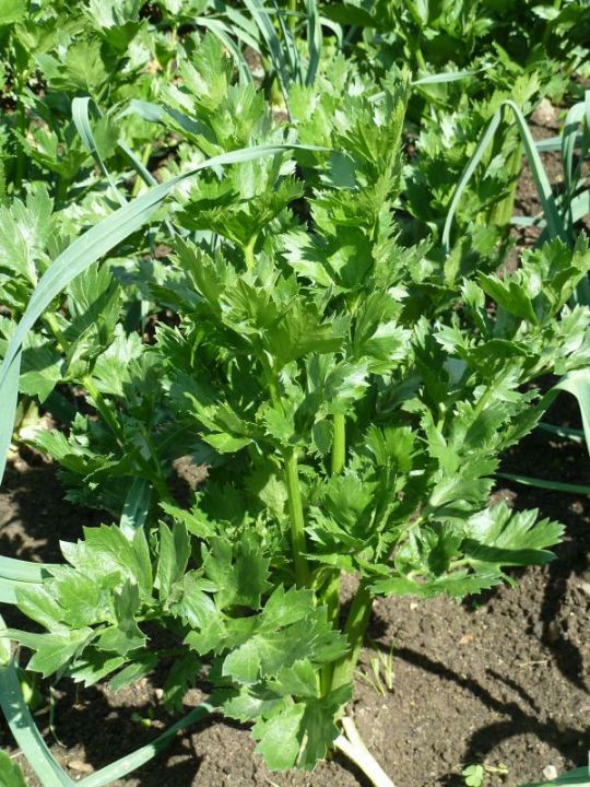 Apium graveolens Selderij De Tuinen van Appeltern Apium graveolens Selderij De Tuinen van Appeltern