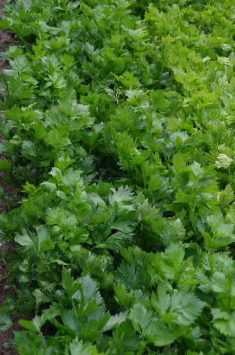 Apium graveolens var. dulce - Bleekselderij | De Tuinen van Appeltern