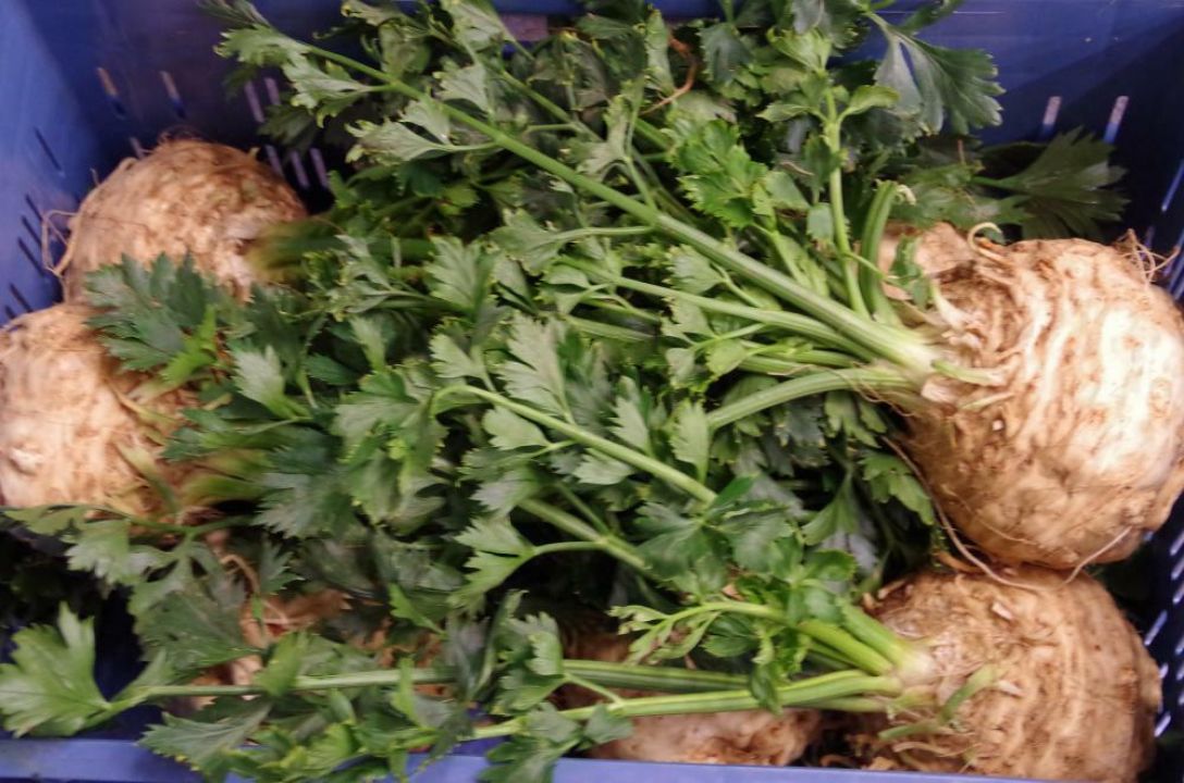 Apium graveolens var. rapaceum Knolselderij De Tuinen van Appeltern Apium graveolens var. rapaceum Knolselderij De Tuinen van Appeltern