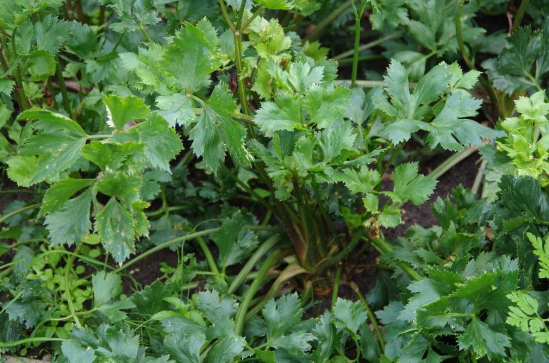Apium graveolens var. rapaceum Knolselderij De Tuinen van Appeltern Apium graveolens var. rapaceum Knolselderij De Tuinen van Appeltern