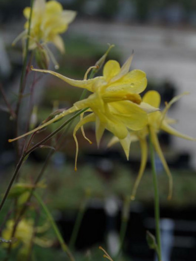 Aquilegia chrysantha 'Yellow Queen' - Akelei | De Tuinen van Appeltern