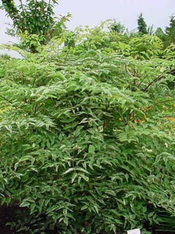 Aralia elata 'Silver Umbrella' - Bontbladige duivelswandelstok