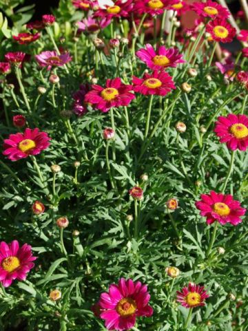 Argyranthemum frutescens 'Angelic Burgundy' - Struikmargriet