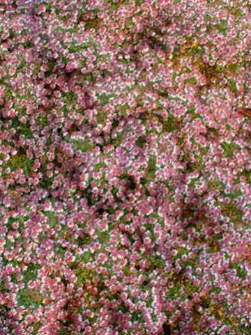 Aster lateriflorus 'Horizontalis' - Herfstaster
