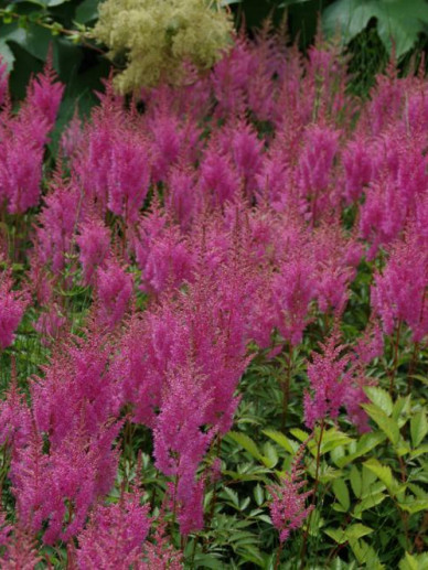 Astilbe Bressingham Beauty Pluimspirea Prachtspirea De Tuinen Van Appeltern