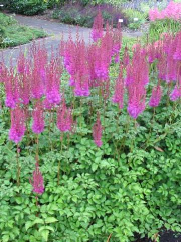 Astilbe chinensis 'Purpurkerze' - Pluimspirea