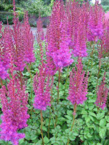 Astilbe chinensis 'Purpurkerze' - Pluimspirea