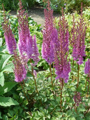 Astilbe chinensis var. taquetii 'Purpurlanze' - Pluimspirea, prachtspirea