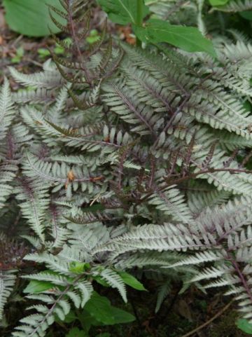 Athyrium niponicum 'Pictum' - Japanse regenboogvaren