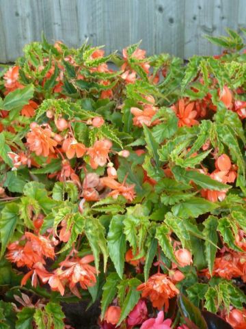 Begonia 'Tenella Salmon Orange' - Hangende knolbegonia