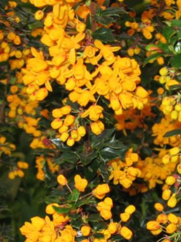 Berberis × lologensis 'Mystery Fire' - Zuurbes