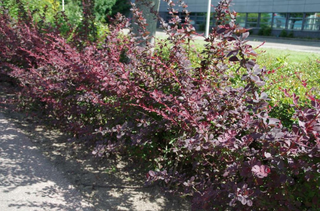 Japanse zuurbes | Berberis thunbergii 'Kobold' | In pot 2L | Hoogte 15-20cm