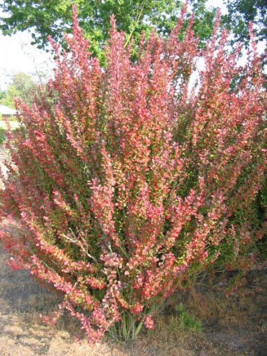 Berberis