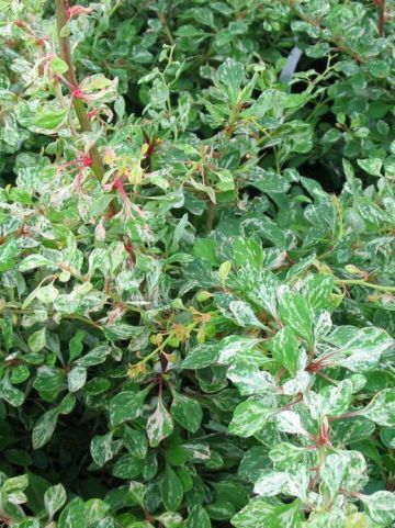 Berberis thunbergii 'Starburst' - Japanse zuurbes
