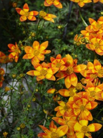 Bidens triplinervia 'Hawaiian Orange Yello' (='Florbikanoyel') - Tandzaad
