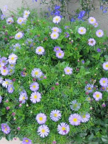 Brachyscome multifida -