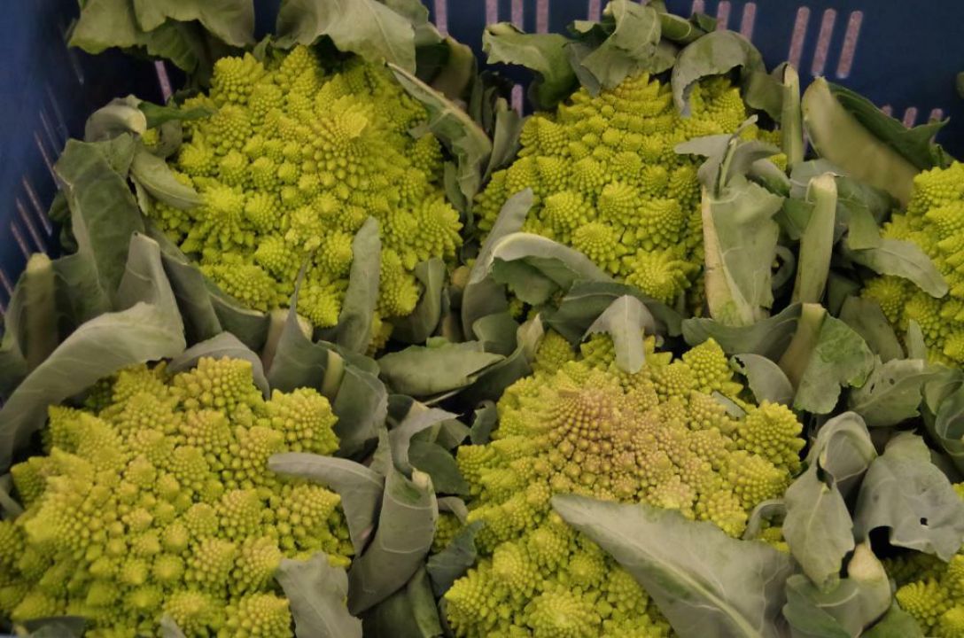 Brassica oleracea 'Romanesco' Romanesco bloemkool De Tuinen van