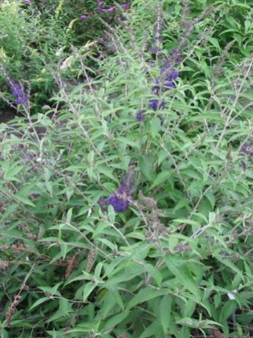 Buddleja davidii 'Adonis Blue' (='Adokeep') - Vlinderstruik