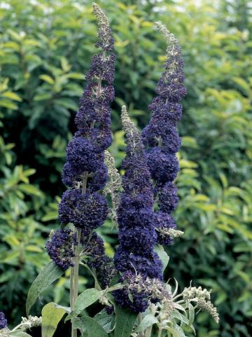 Buddleja davidii 'Adonis Blue' (='Adokeep') - Vlinderstruik