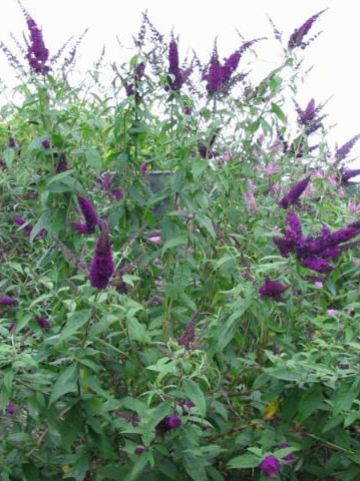 Buddleja davidii 'African Queen' - Vlinderstruik