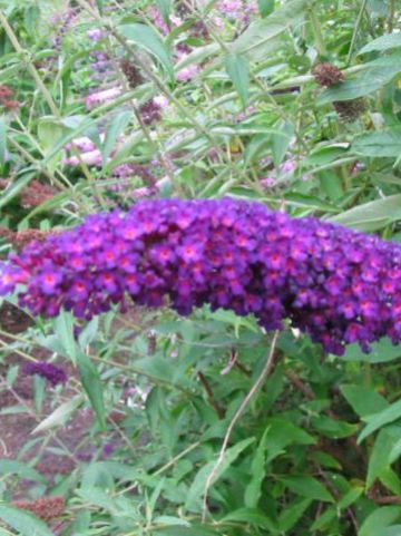 Buddleja davidii 'Black Knight' - Vlinderstruik