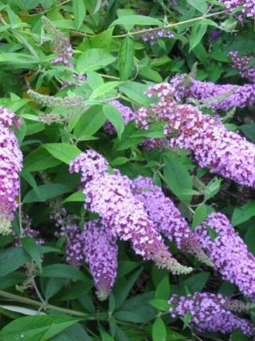 Buddleja davidii 'Fascinating' - Vlinderstruik