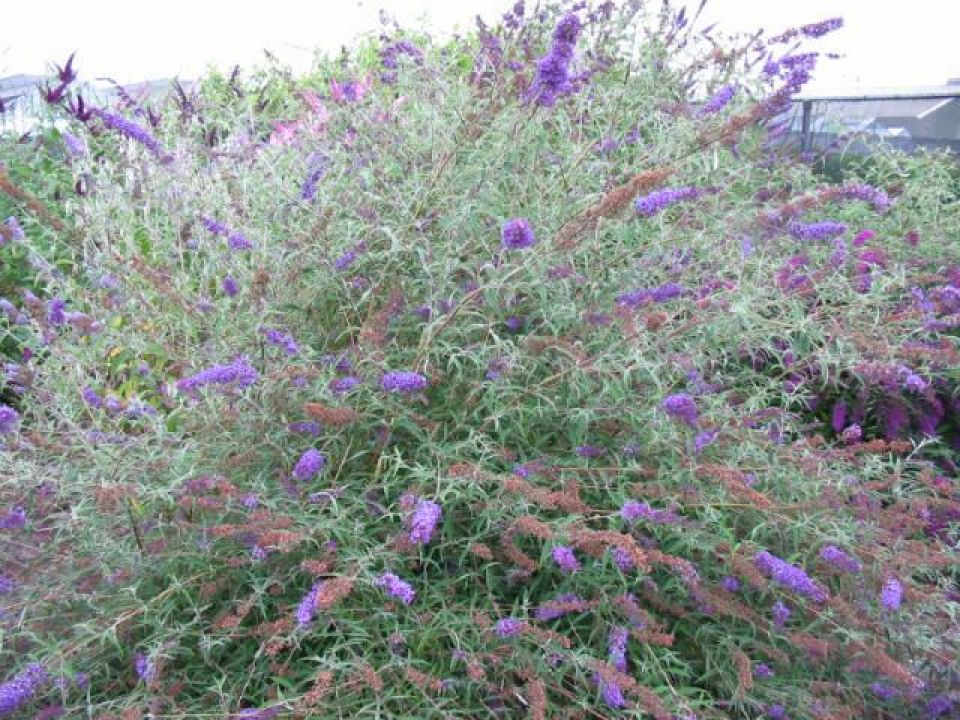 Vlinderstruik (Buddleja davidii 'Nanho Blue